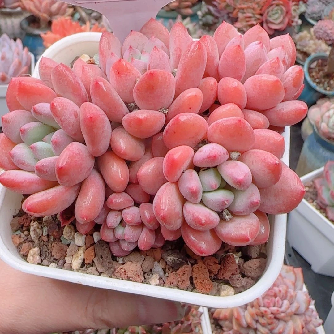 多肉植物5351……………..