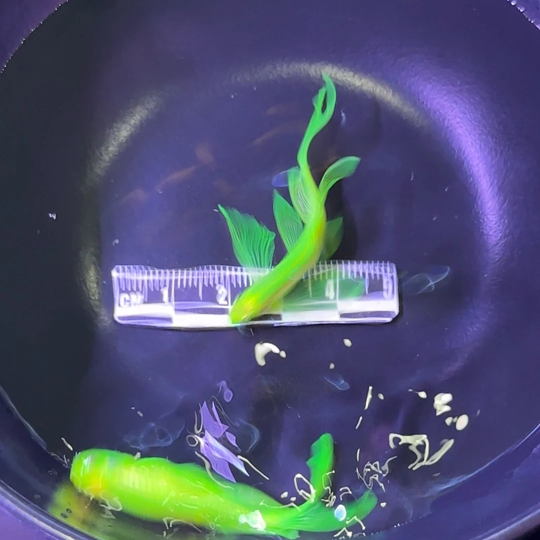 斑马鱼蝶翼斑马鱼种鱼绿2条