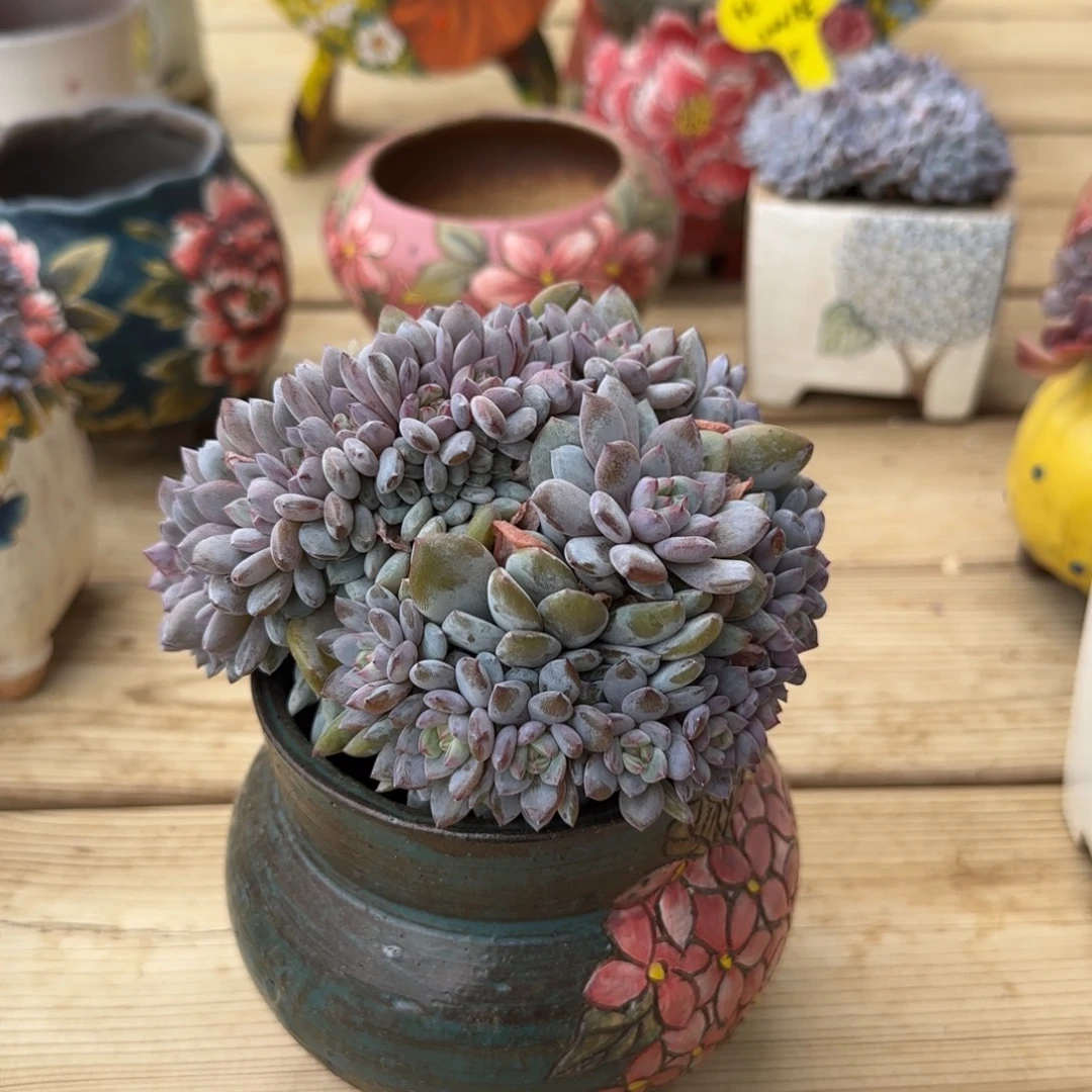 用***77647星星橙发货多肉