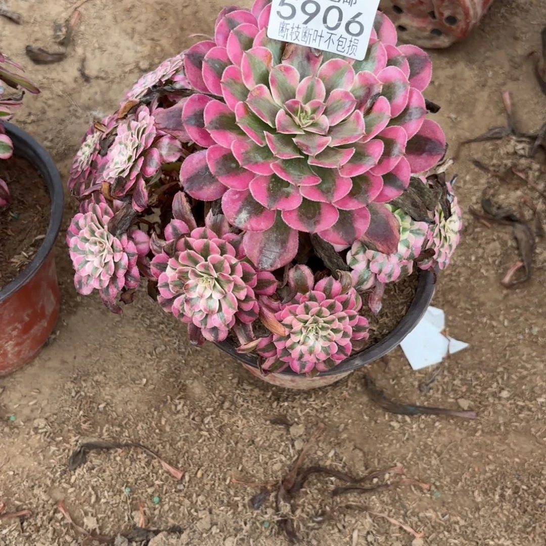 R. 5906红铜白多肉，ac