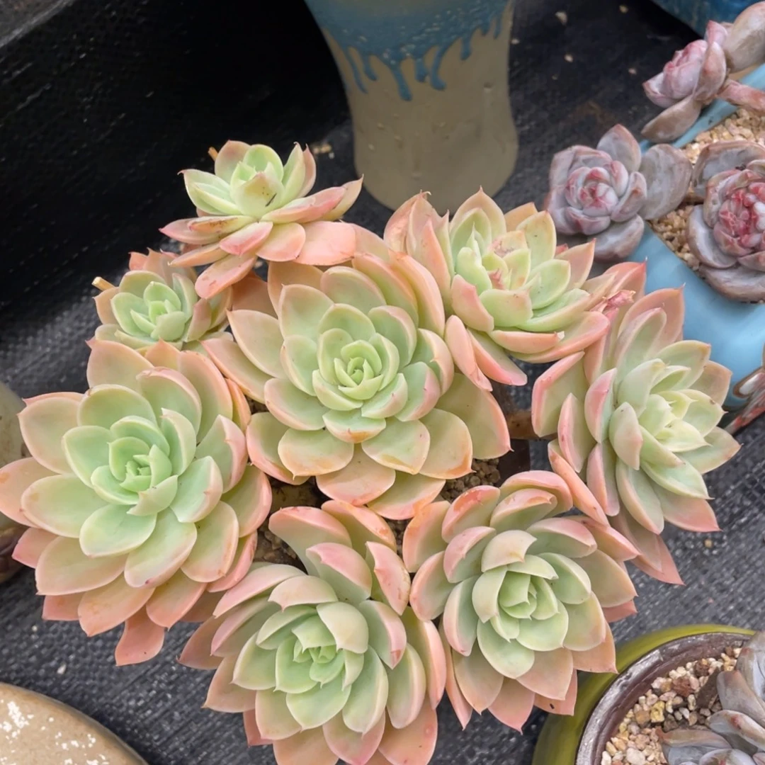 弥鹿之森一物一拍