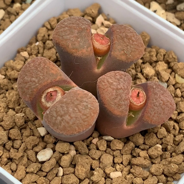 精品多肉植物精品蛋糕风铃
