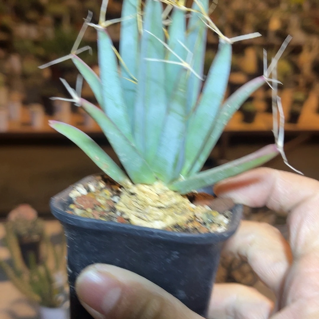 实生光山四大名球之一