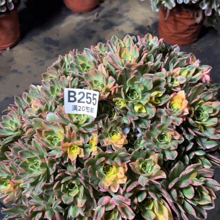 瑞妈一物一拍255