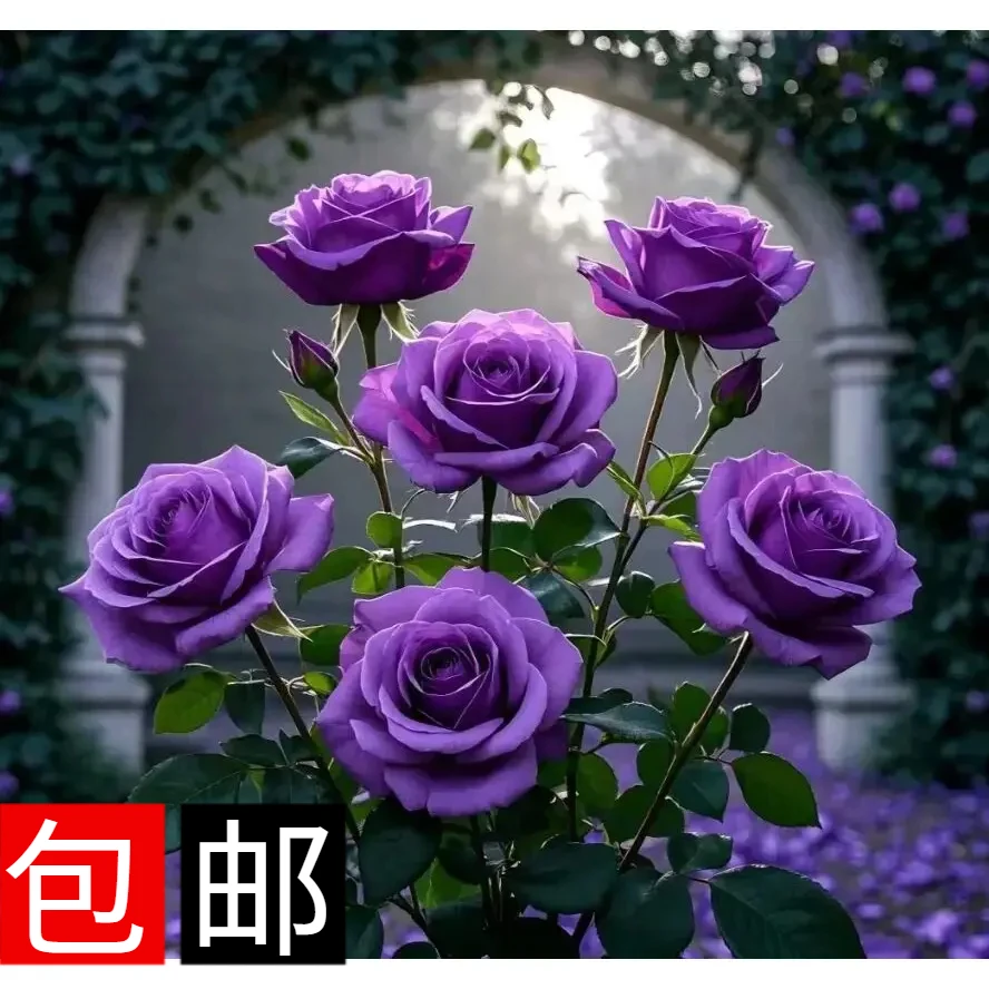 浓香大花玫瑰耐寒耐旱四季开花阳台室内外花卉绿植