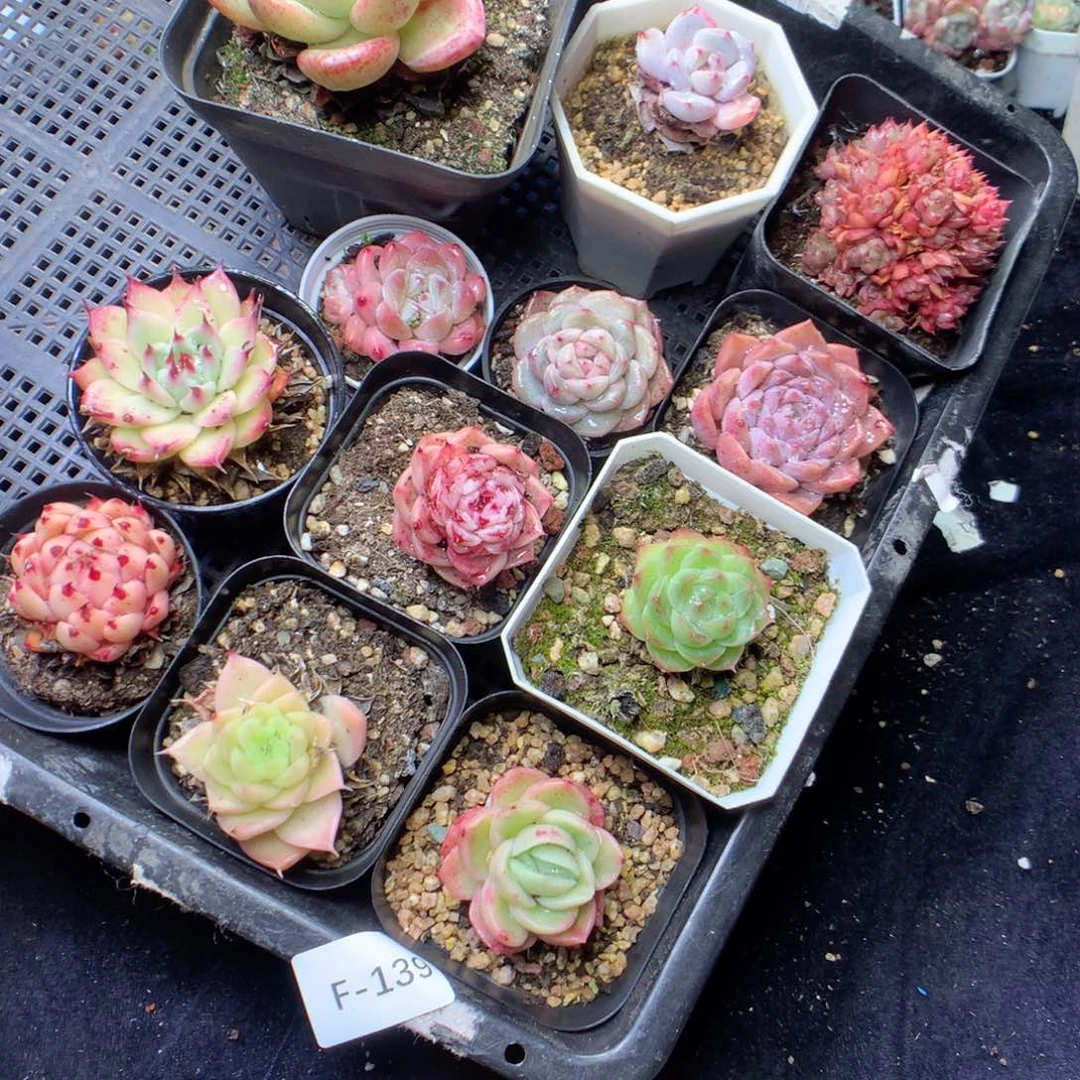 无花朵F139。yyyyyyyyy