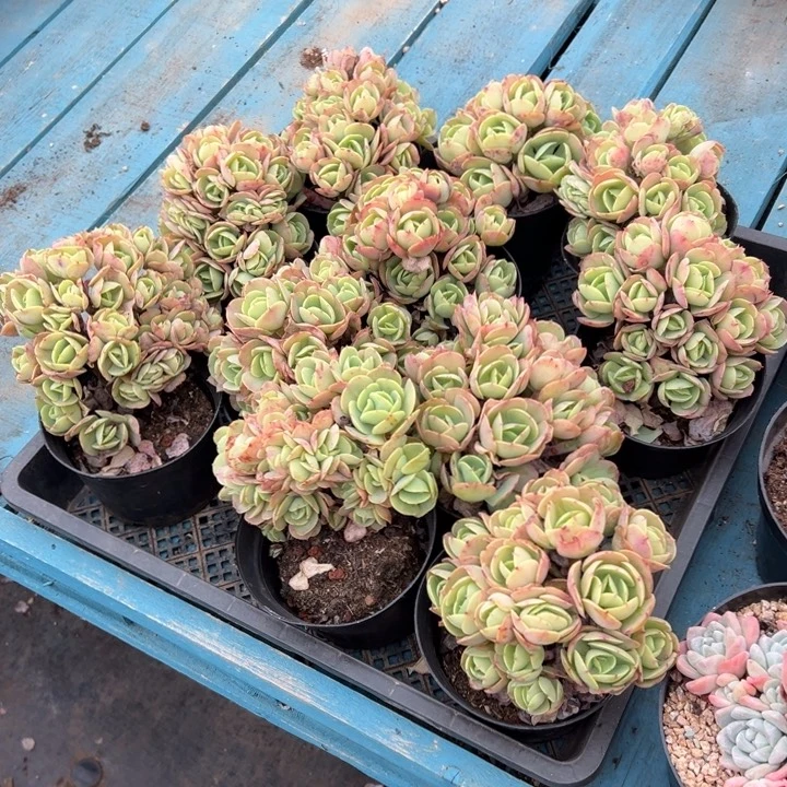 精品多肉植物老桩随机发一棵鸡蛋碧桃默认砍过