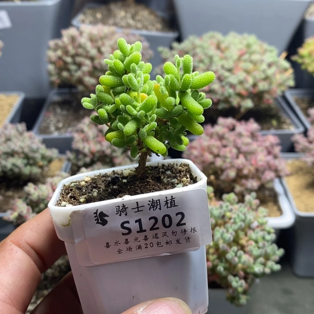 1202蜜橘糖球枝干