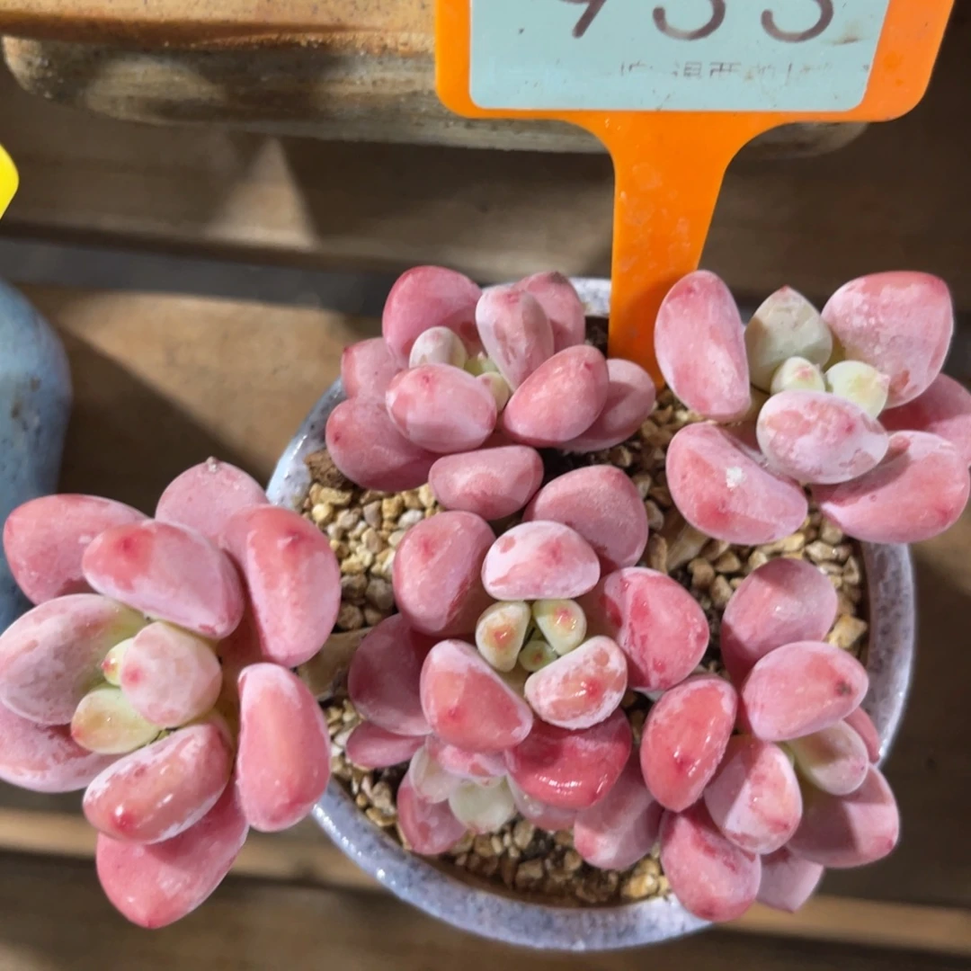 云尘多肉一物一拍不含盆933