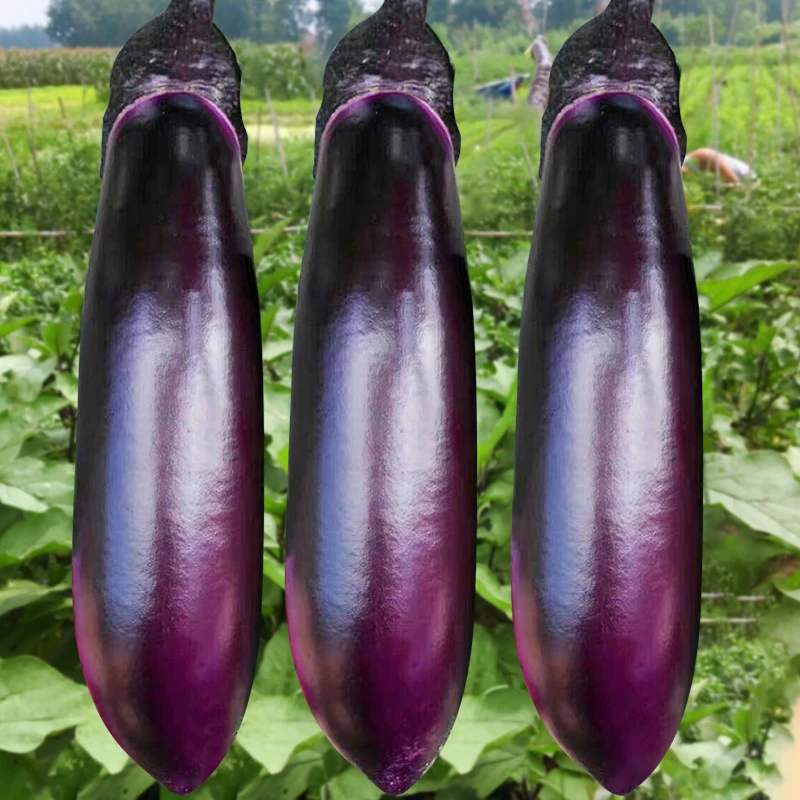 西南红丽1619茄子种子种籽黑紫色长茄子春季秋季四季蔬菜苗孑秧苗