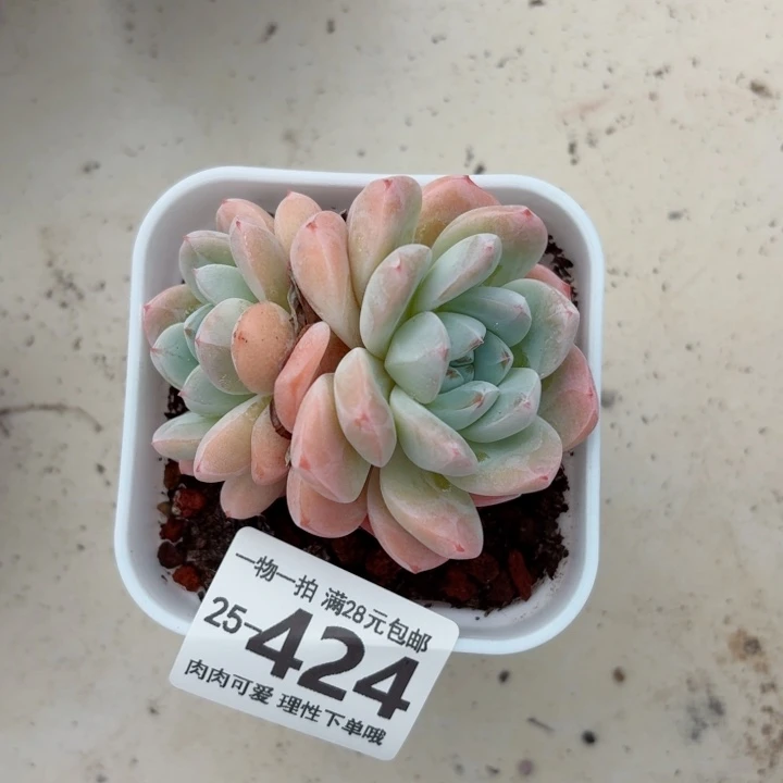 冰玉无盆土发货多肉