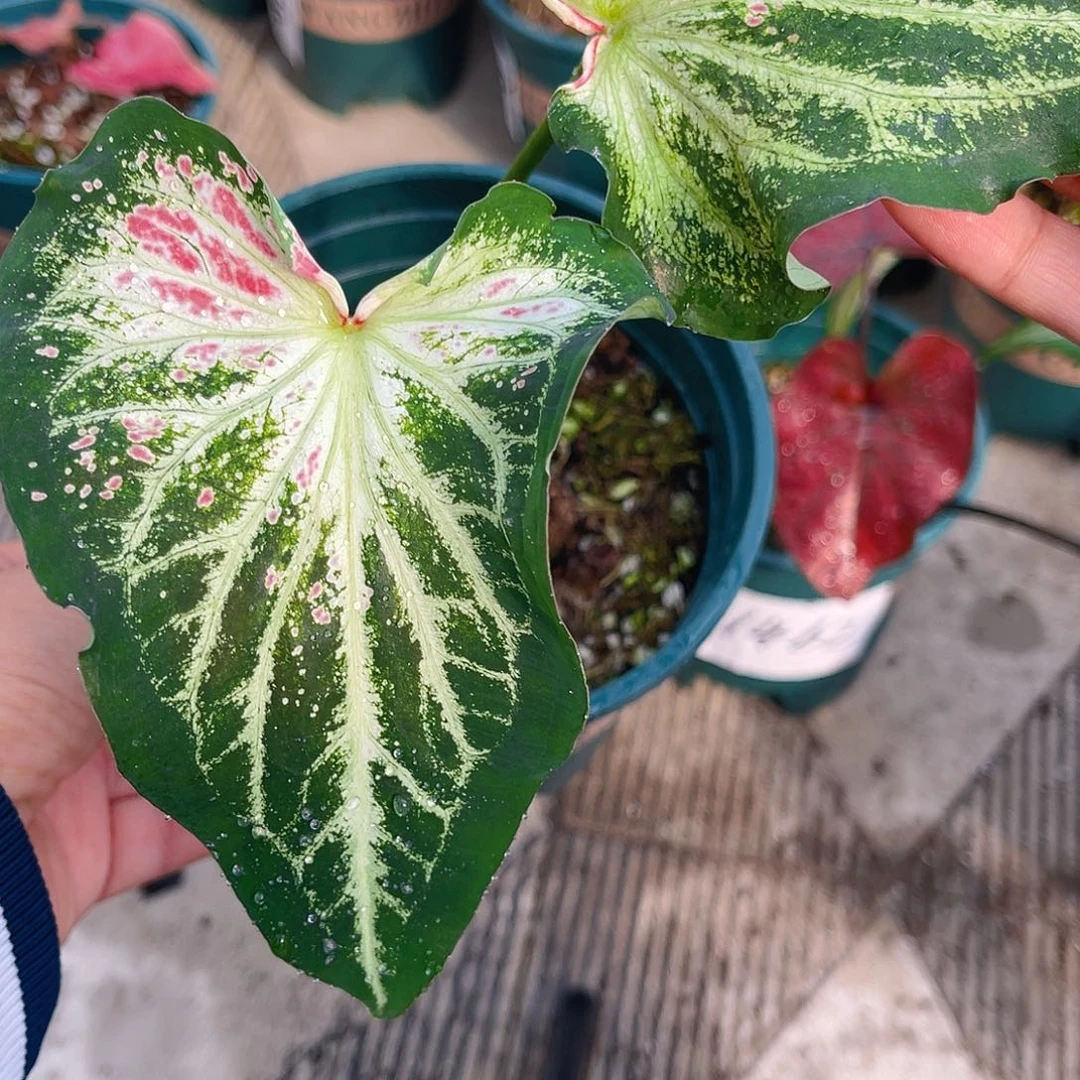 完全开放泰彩一物一拍1632