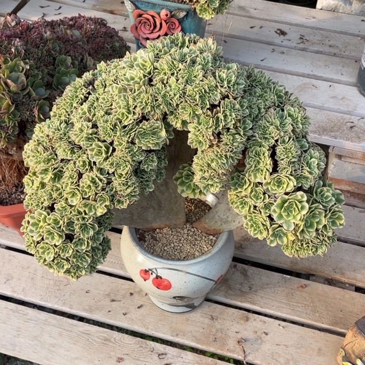 法师老桩缀化绿豆沙