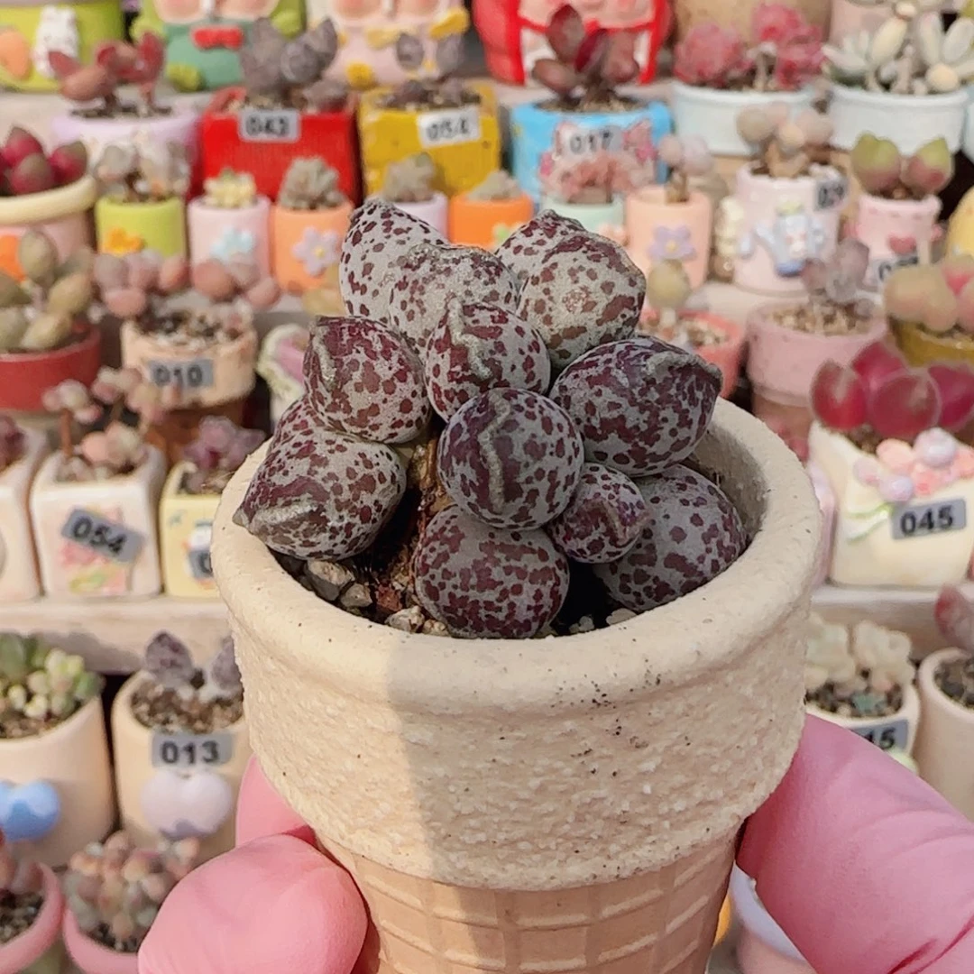 芝麻球海豹 盆口4cm