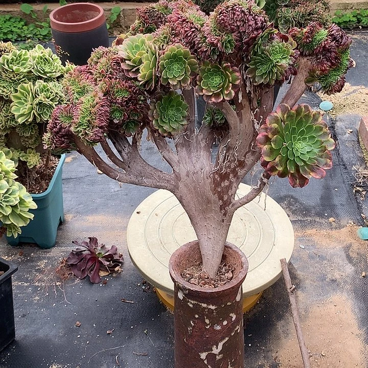 微瑕嘉年华缀化脱土发货啊