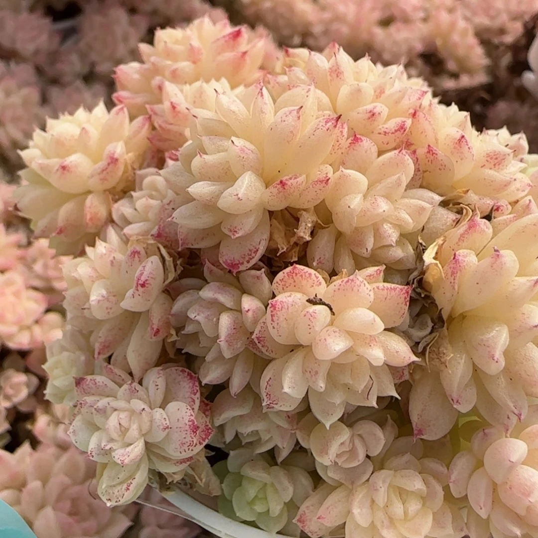 花语逸镜0212-428散