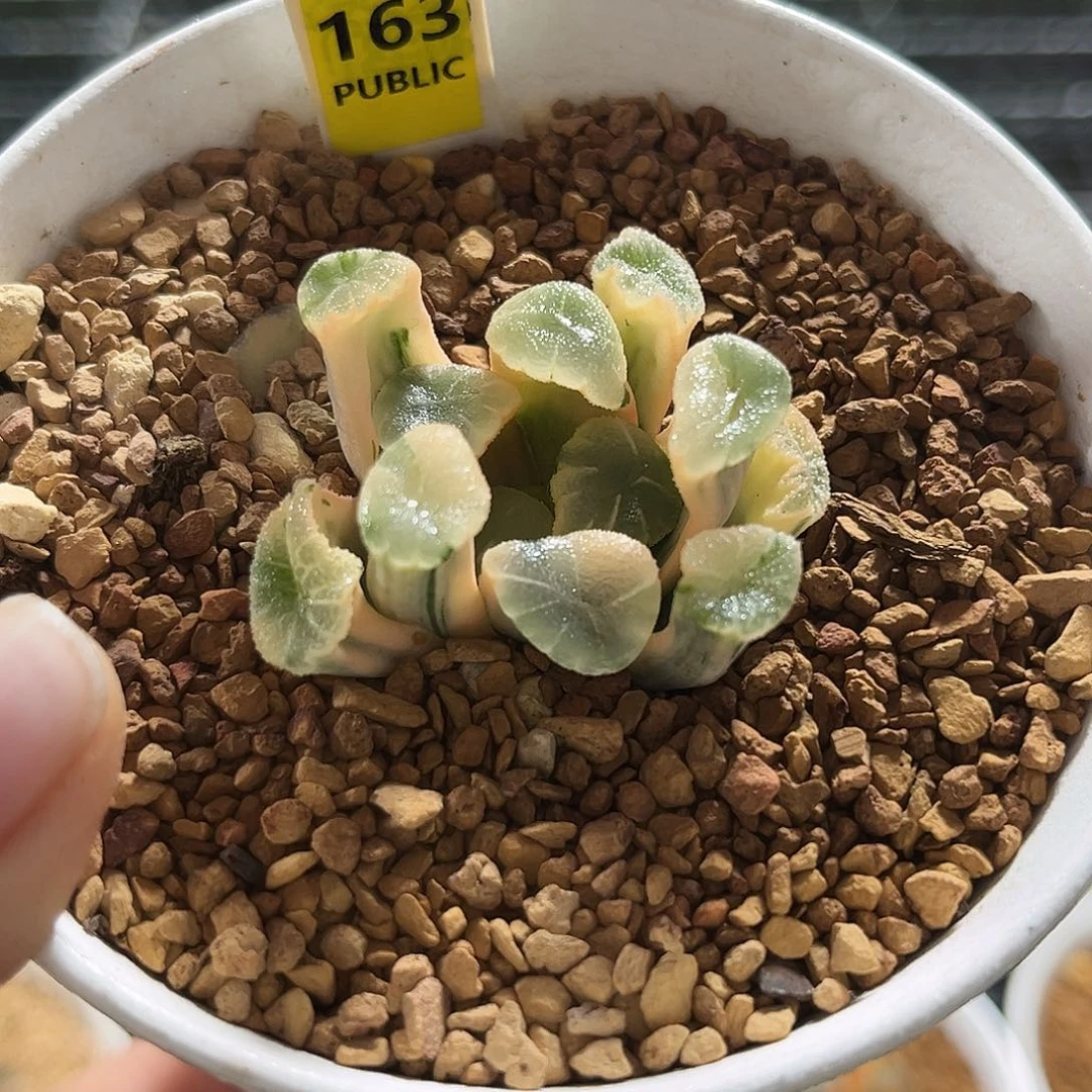 163糊斑万象锦福利福利
