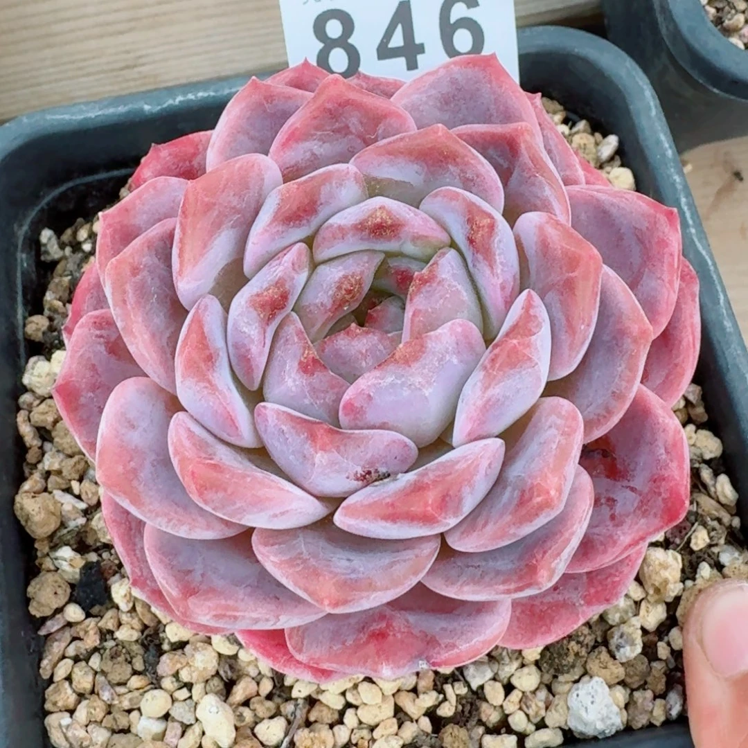 薰***草母本紫魄      愿你一路坦途，乘风破浪展宏图