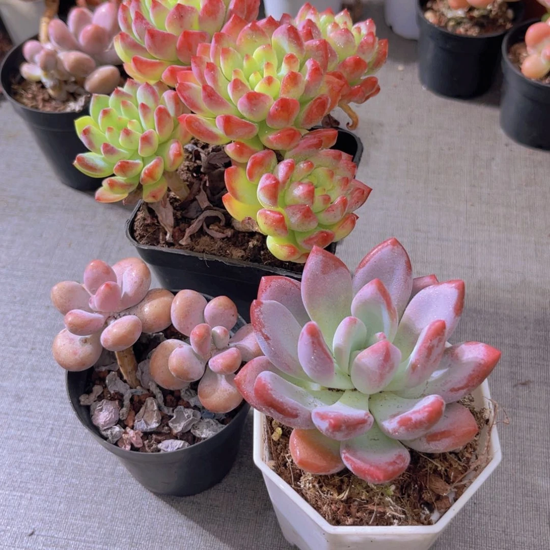 蓝苹果。桃蛋。奥普111111