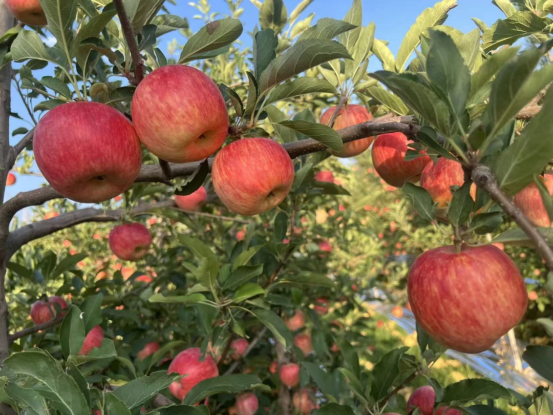 正宗陕西嘎啦苹果（尝鲜价）