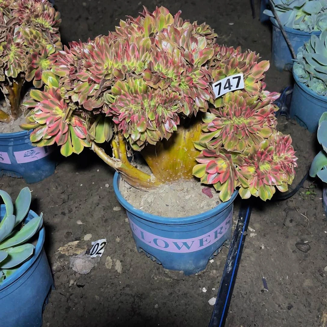 法师法师15-16包邮瑕疵