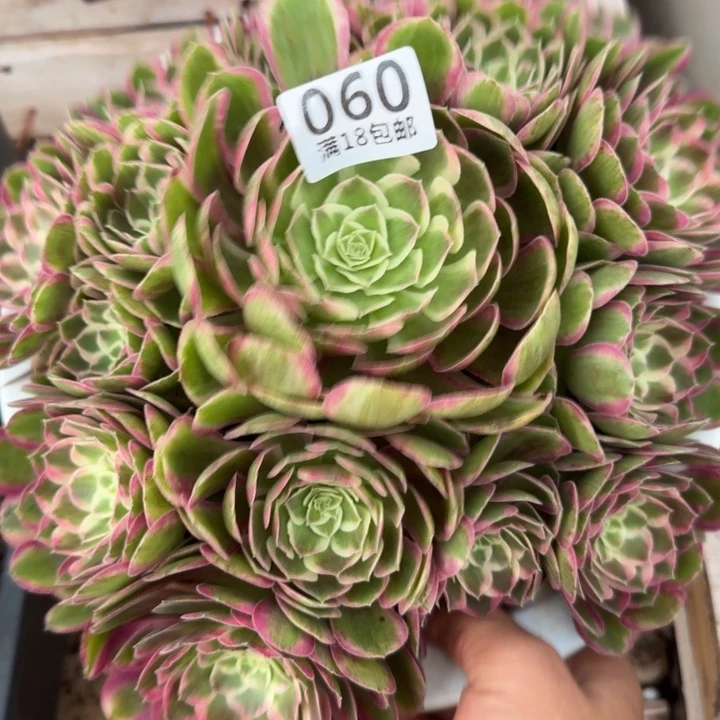 060孔雀翎多肉植物啊啊