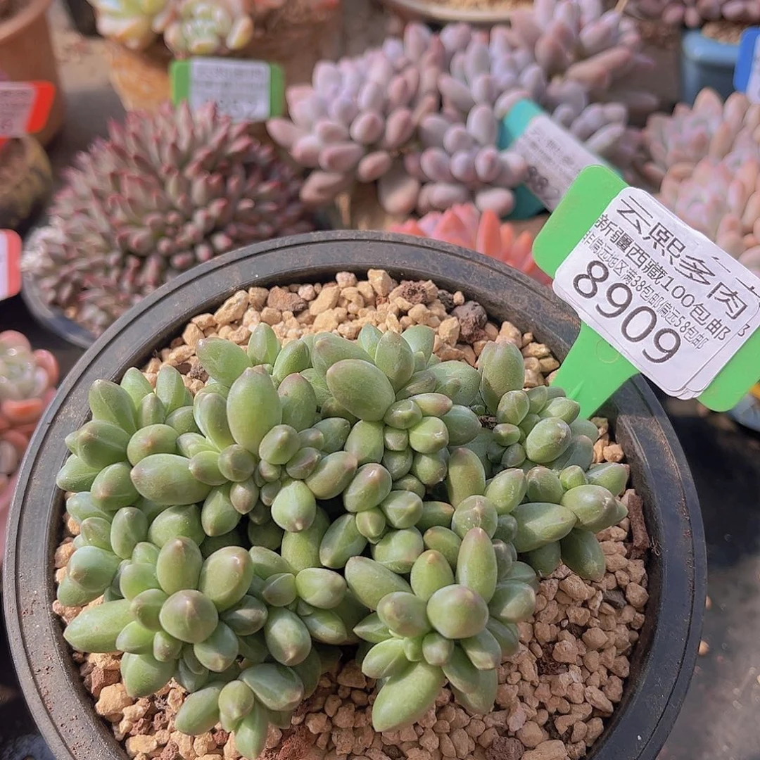 8909千代田缀多肉植物