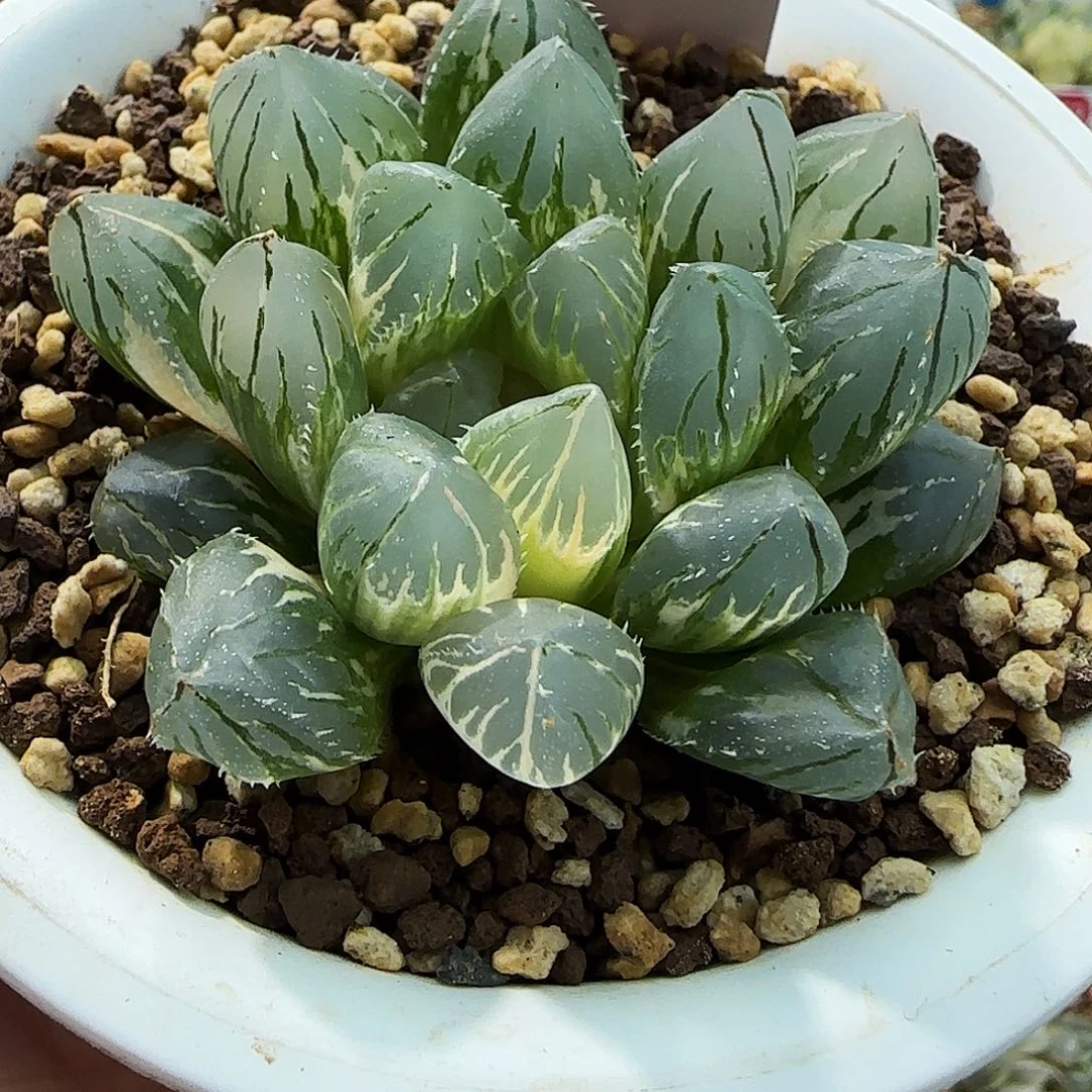 657号实生玉露锦一物一拍带盆土