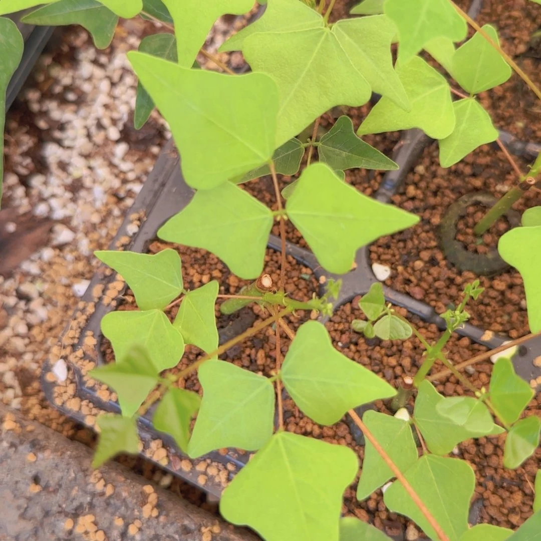 碟***迪块根植物块根植物