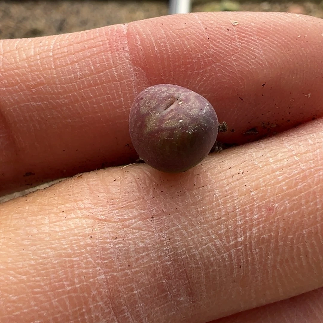 ~*～吕羽化墨后代 多肉