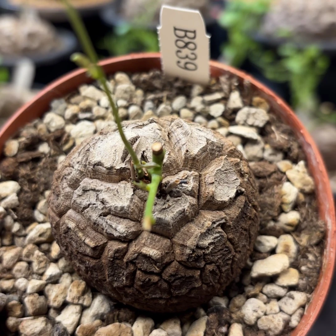 839龟甲龙不退不换