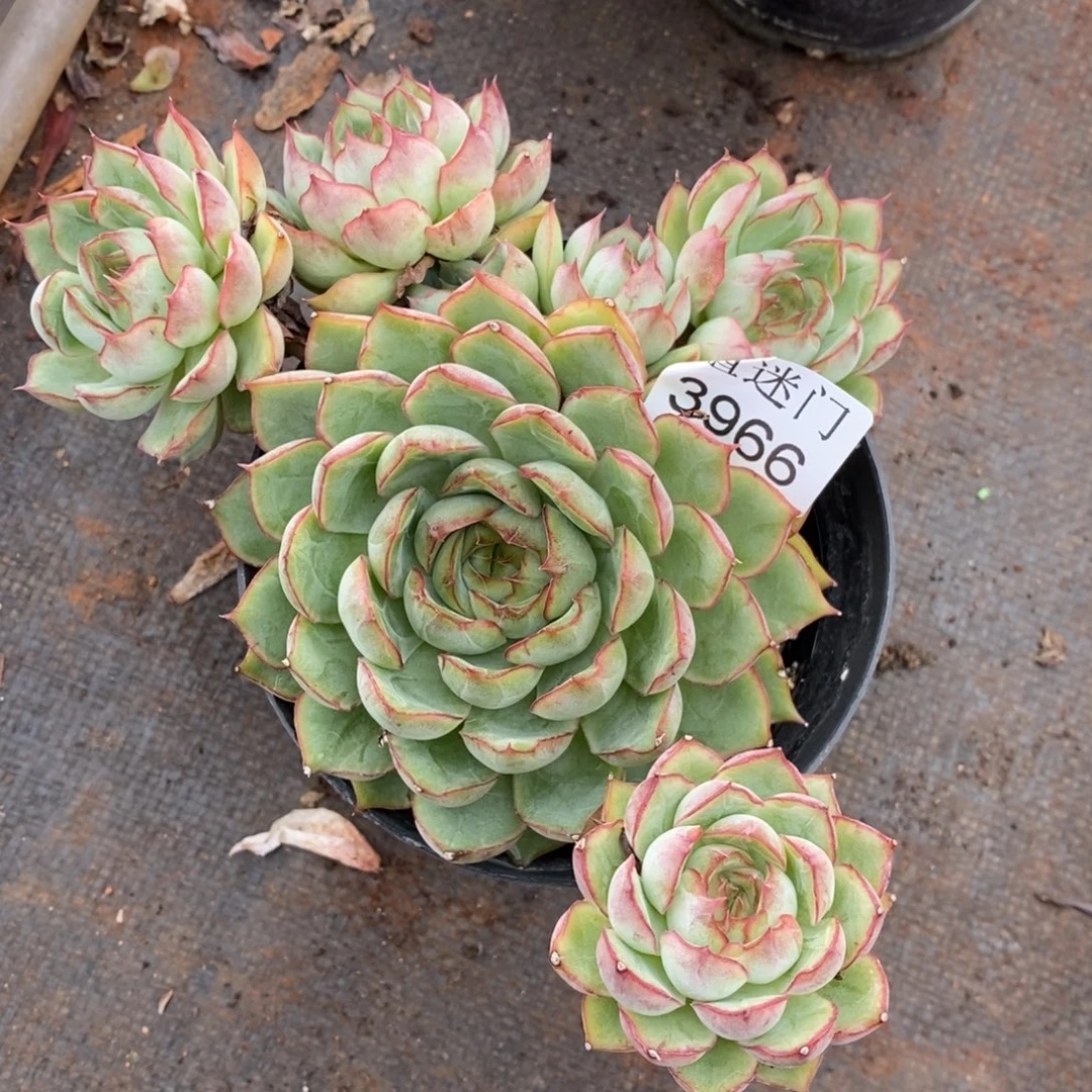(***)杂交精品多肉3966~15厘米