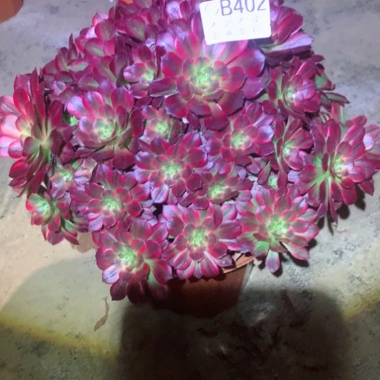 兰*多肉植物402多肉