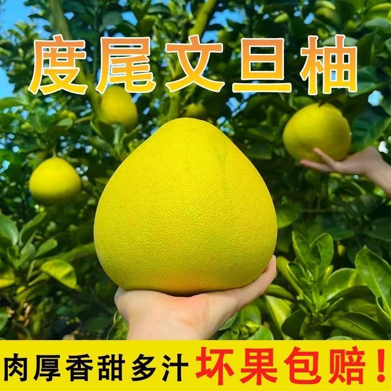 福建度尾文旦柚红心柚子新鲜当季现摘多汁