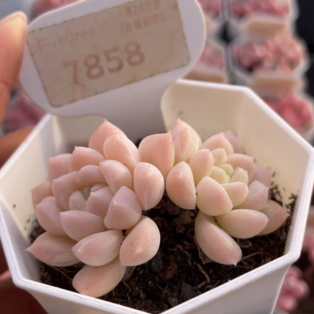 白雪7858-5.5厘米