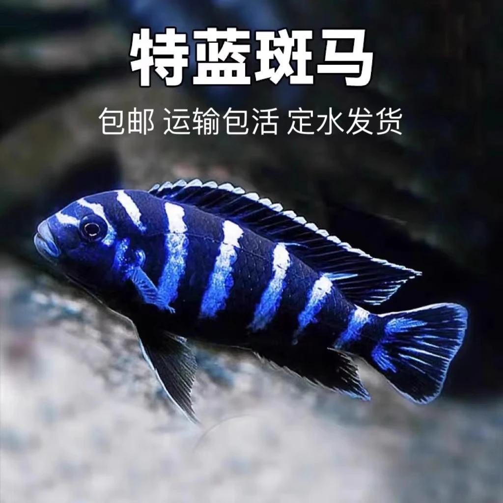 特蓝斑马三湖慈鲷热带观赏鱼水族活体鱼缸岩栖类坦鲷鱼自来水易养