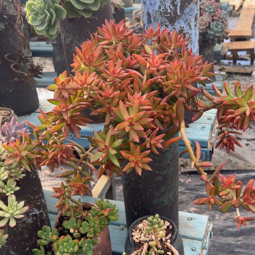 老桩红日裸肉发货