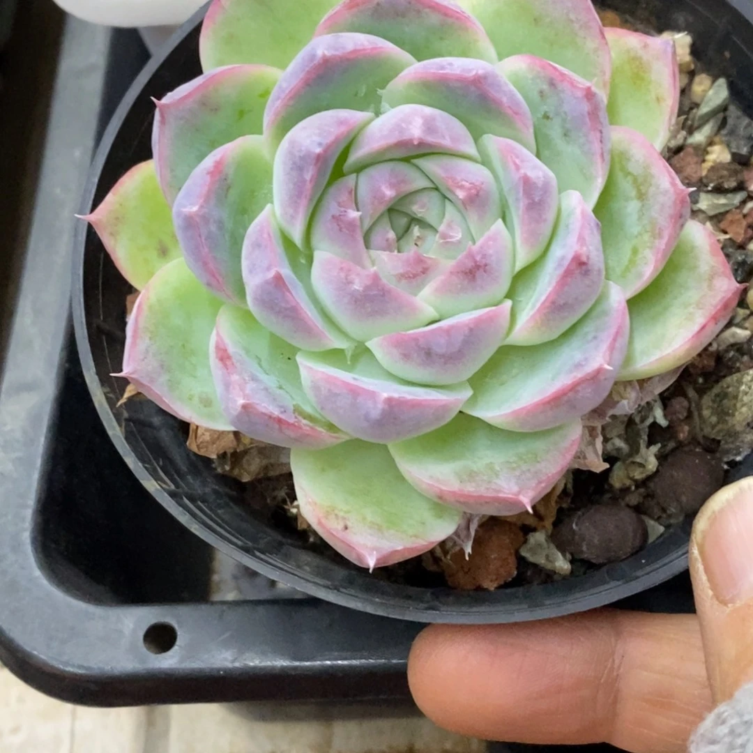 精品多肉一物拍不包整119