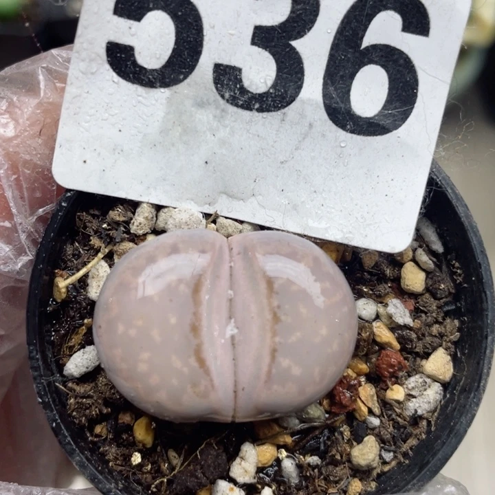 536热唇母本带盆