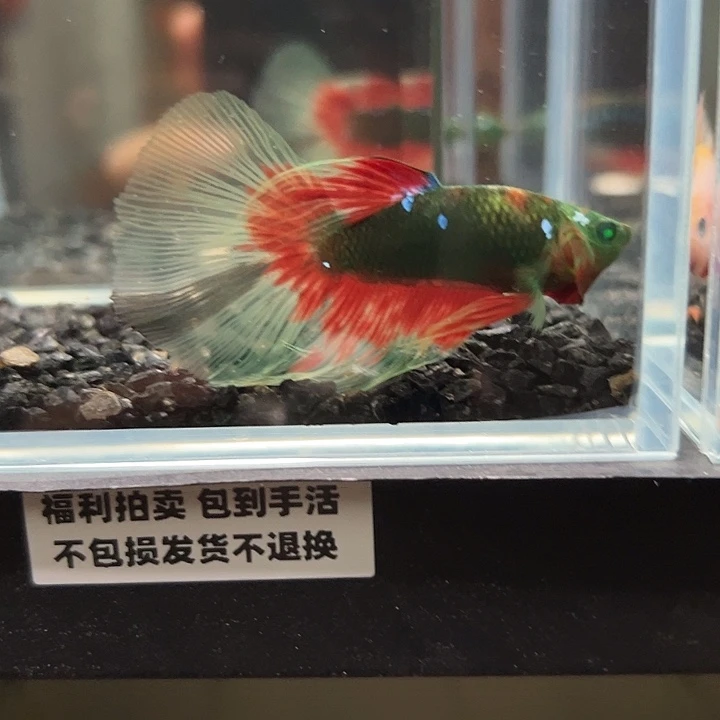 斗鱼竞拍跑单拉黑18日127