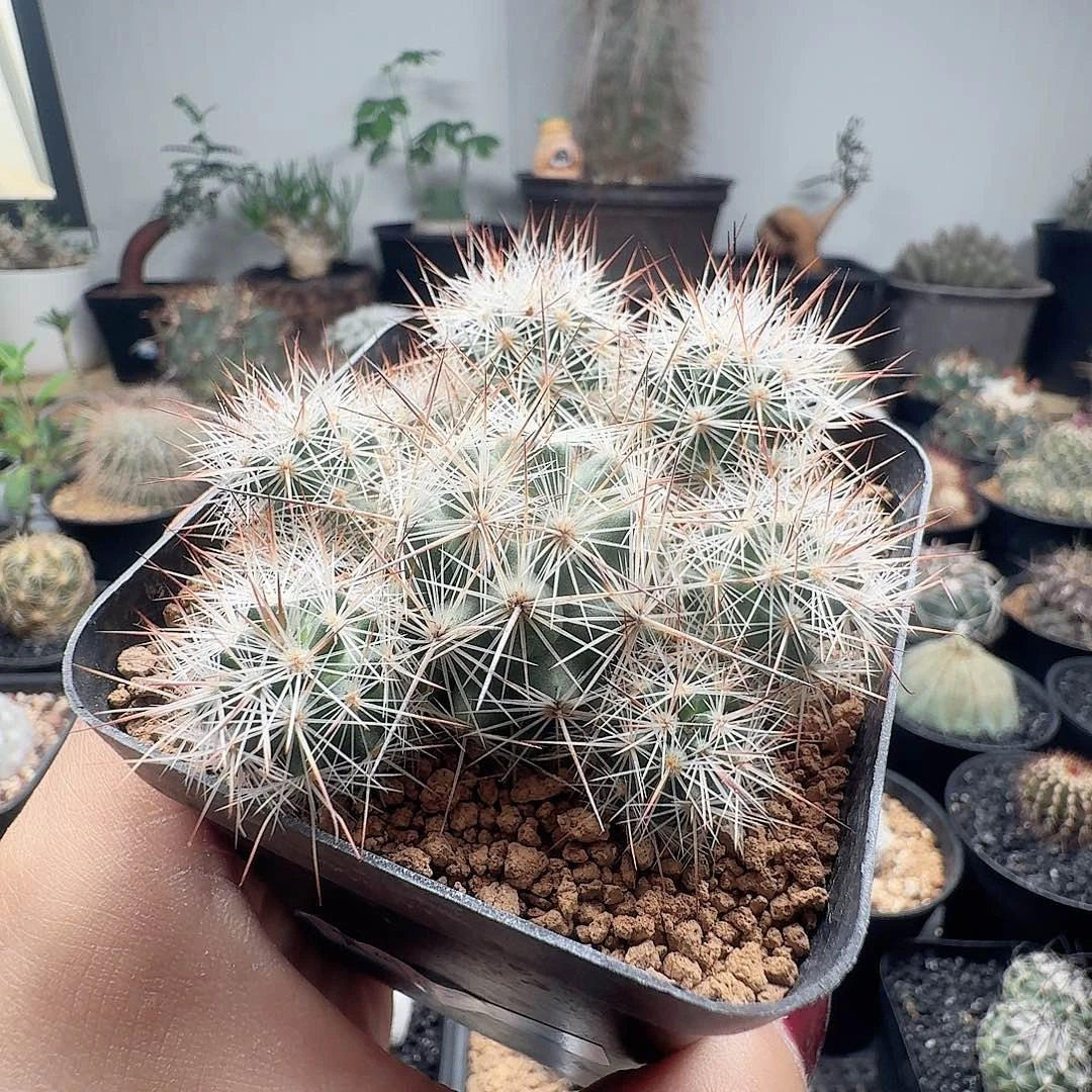 实生岚山群生脱土发货