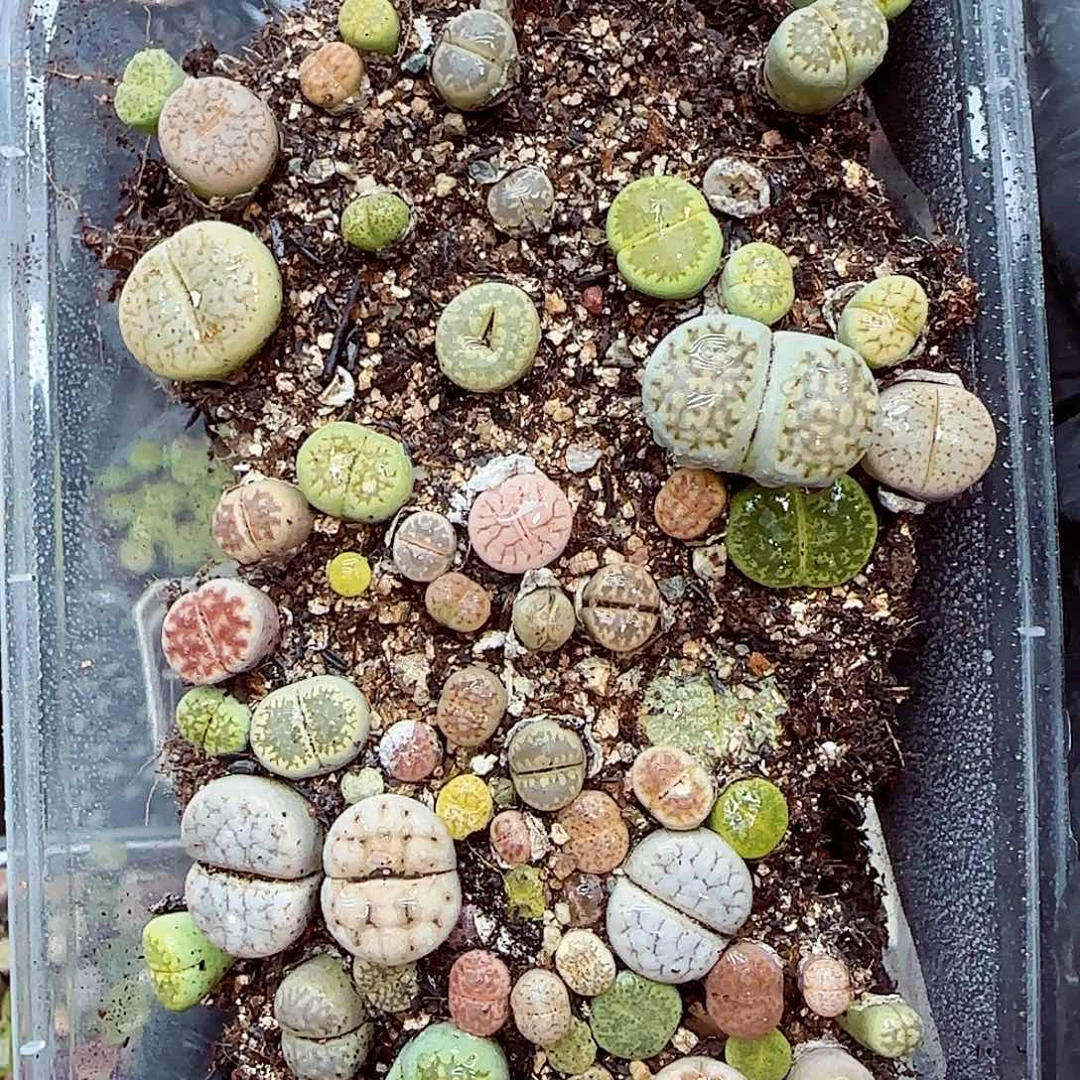 生石花满18包邮0928-105