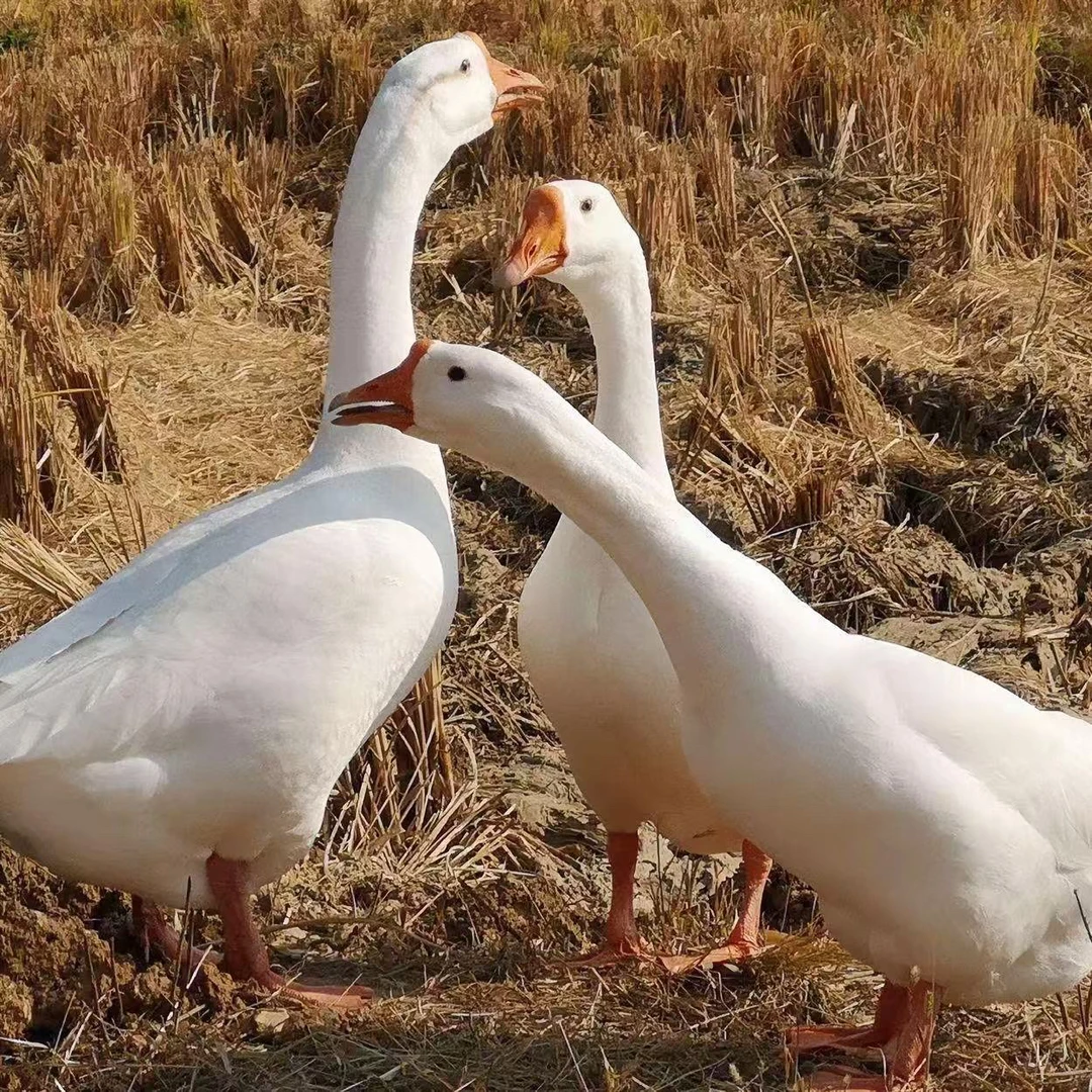 农村散养大鹅，东北笨大鹅（含心肝珍）