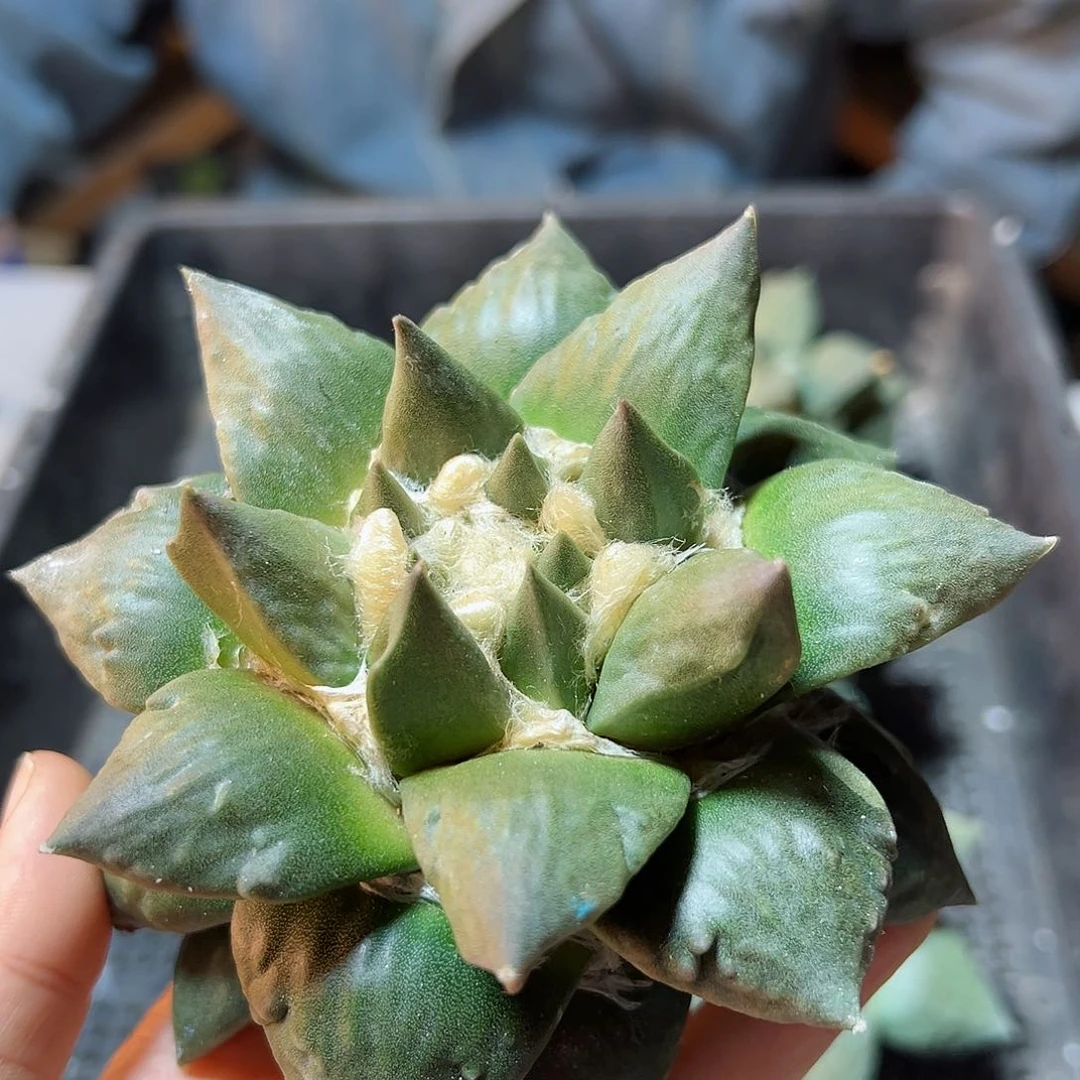 苗接无根青瓷牡丹11公分