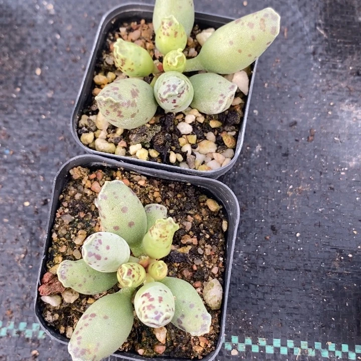 两颗胖海豹，一单包邮