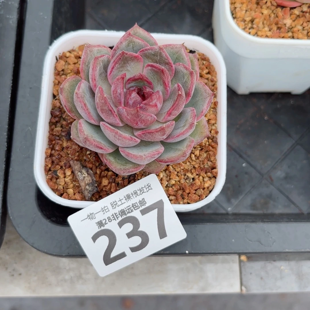 蓝莓单头多肉多肉多肉