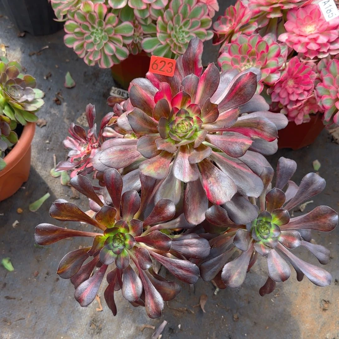 623多肉法师锦1111