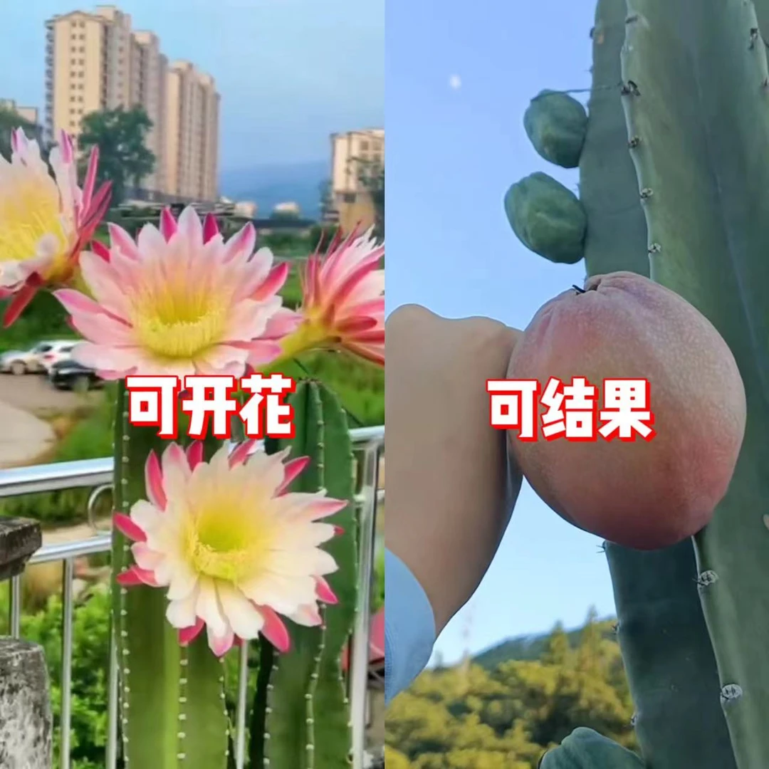 【带根】40cm+ 量天尺 【不带花苞】