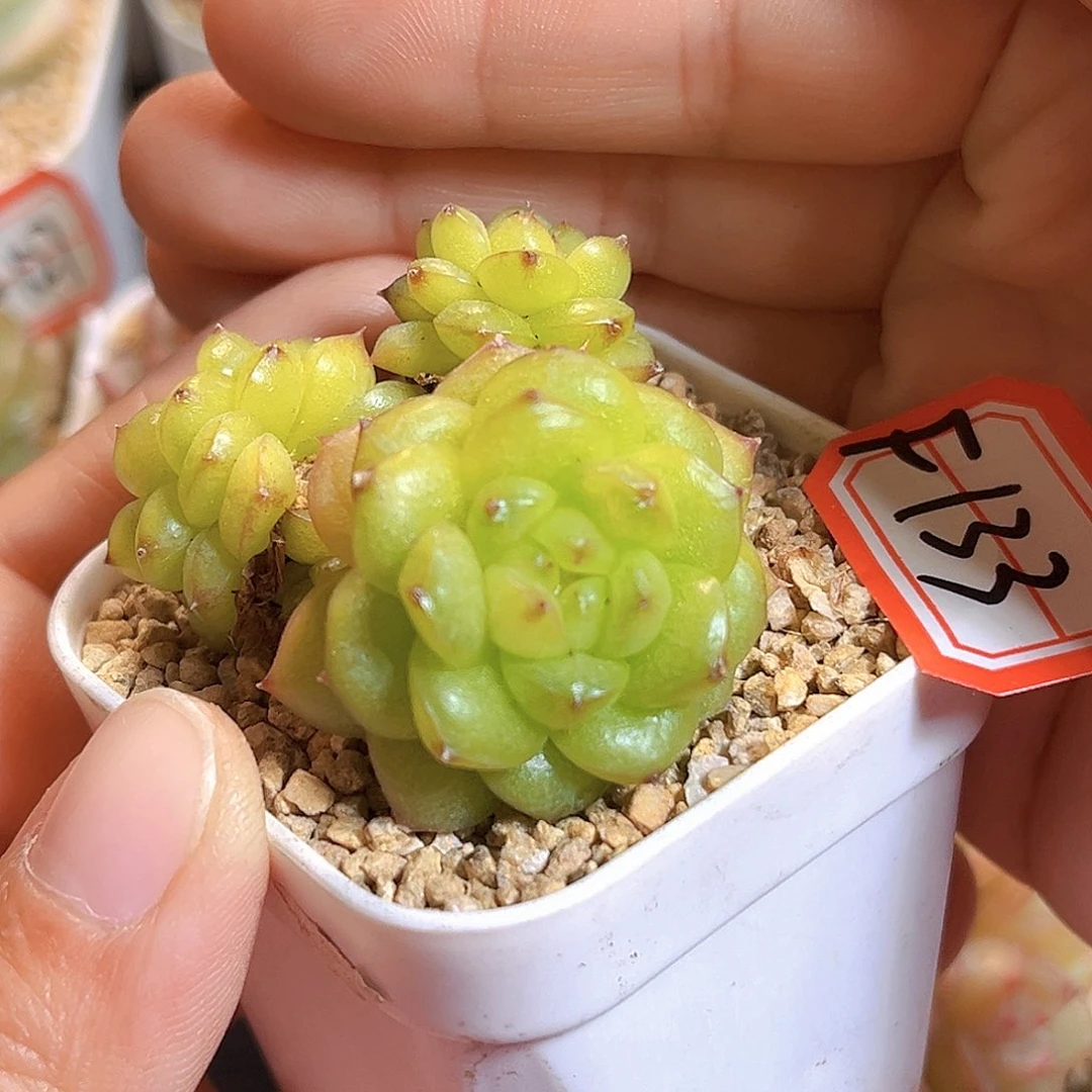 F133一物一拍 灯泡珍妮群