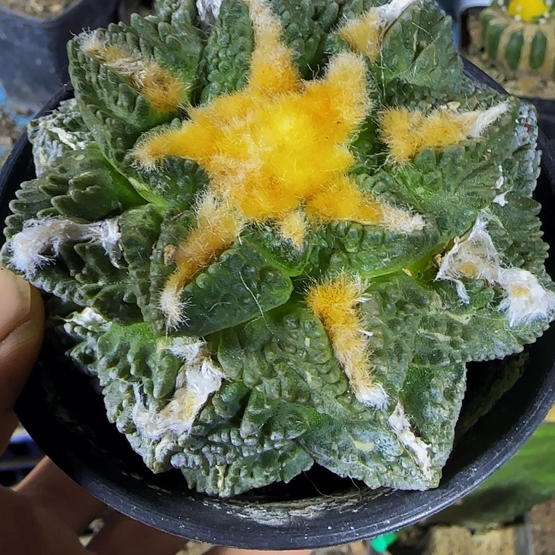 金毛和尤龟甲366刚出根